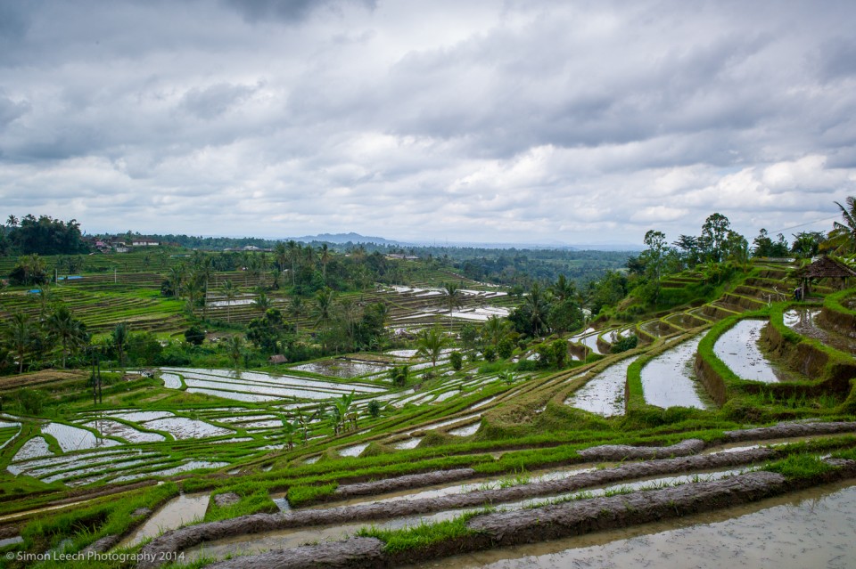 Chapter Thirty Two: Jatiluwih Rice Fields, Bali: July 2014