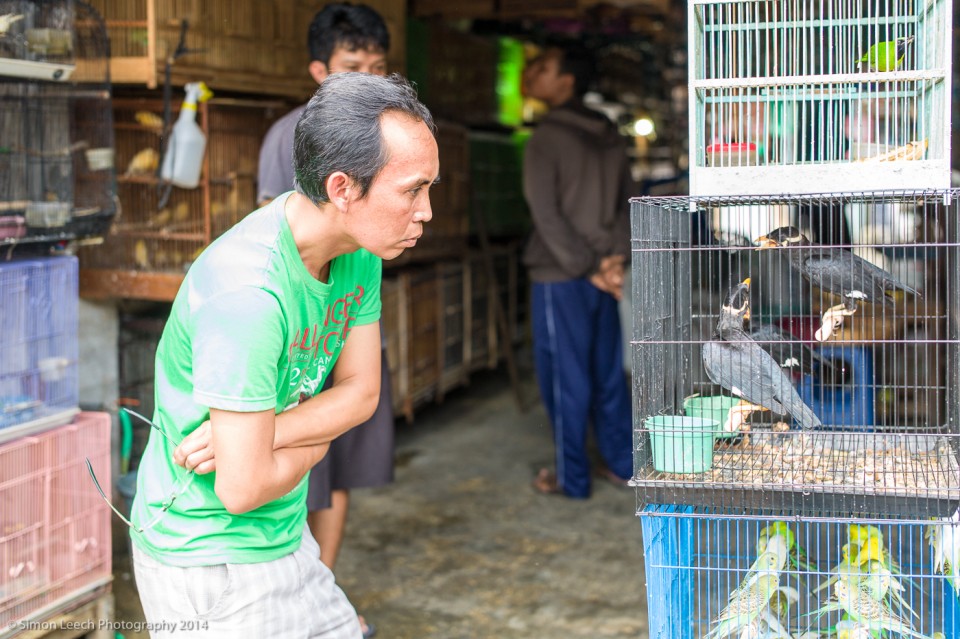 Chapter Thirty Four: Denpasar Badung Burung (Bird Market), Bali: July 2014